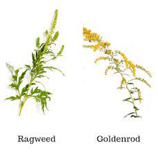 Ragweeds occur in temperate regions of the northern hemisphere and south america. It May Not Be The Ragweed No Allergies Please