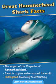 Great Hammerhead Shark Facts Pictures Video Discover An Incredible Endangered Shark Shark Facts Hammerhead Shark Facts Shark