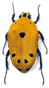 V I Gumenyuk Ekzoticheskie Bronzovki Scarabaeidae Cetoniinae 3 Zhuki Nasekomye Zhivotnye