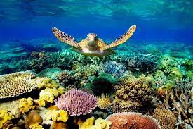 The great barrier reef lies in tropical waters where temperatures are warm enough to offer enjoyable swimming and diving year round—though averages can vary 10°f (5.5°c) from winter to summer. Daintree Great Barrier Reef Kuranda 3 Tages Tour Ab Cairns Cairns Tropical North 2021