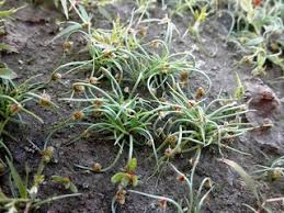 Image result for Lipocarpha micrantha