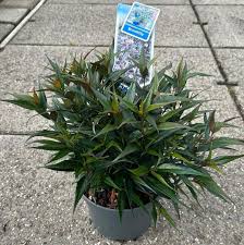 Image result for Strobilanthes anisophylla