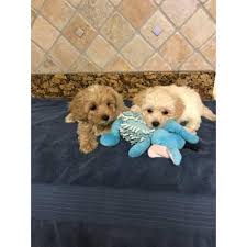 All authentic maltipoo puppies for sale in florida should have one poodle parent and one maltese parent. Maltipoo Puppies Males For 450 In Orlando Florida Puppies For Sale Near Me