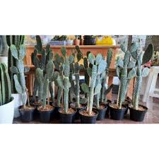 Berikut jenis kaktus hias indoor dan cara merawatnya. Kaktus Unik Opuntia Consolea Langka 1pohon Bercabang Dan Berakar Shopee Indonesia