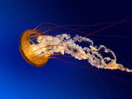 The Best Fish In Town And They Sell Their Own Clam Chowder Lobster Bisque And More Jellyfish Sting Jellyfish Animals
