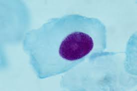 Check spelling or type a new query. Overview Of The Stages Of Meiosis