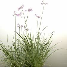 Image result for Tulbaghia alliacea