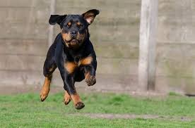 I like the name tiny as a funny name for her, since rottweilers aren't tiny. Rottweiler Names Get 150 Ideas My Dog S Name