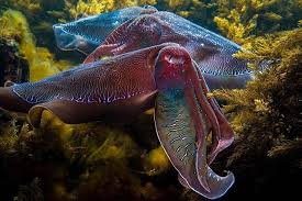 A Colourful Trio Cuttlefish Show Off The Most Amazing Colours During Mating Season Reposted From Hann Underwater Life Underwater Photography Sea Creatures
