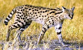 Saveanimal > an crypto token for animal lovers. Serval Cat Facts Diet Habitat Information