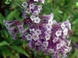 Cestrum Elegans Plants Seasonal Flowers Flowering Shrubs