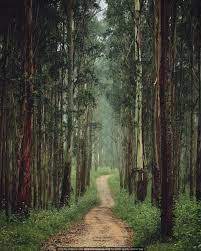 Image Result For Wallpaper Hd Forest Road Wayanad Kerala Tourism Kerala Kerala India