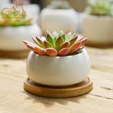 Chine Ceramique Blanche Jardin De Fleurs Succulentes Plant Pot Avec Bac De Bambou Decoration Acheter L Usine Sur Fr Made In China Com Pour un article plus général, voir bambusoideae. fleurs succulentes plant pot