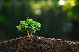 How to start a bonsai tree. Can You Plant Bonsai Tree In The Ground All You Need To Know