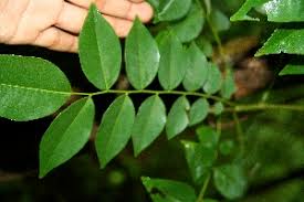 Image result for Ateleia herbert-smithii