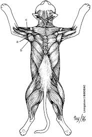 The anatomy of the sartorius muscle of your thigh. Muscle Coloring Page Coloring Home