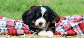 Bernedoodles love interacting with children and have a touch of goofy in their personality. Bernedoodle Puppies By Mountain Blue Doodles In Utah Premium Breeder Of Bernedoodle Puppies
