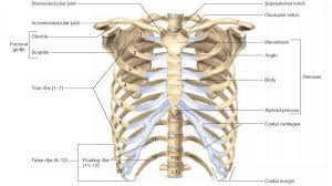 The first seven ribs progressively increase in length, the lower five ribs then begin to decrease in length. The Thoracic Cage Physiology Americorps Health