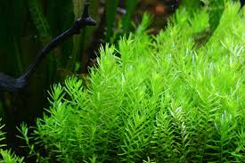 Image result for Rotala tenella