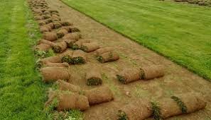 Image result for Sporobolus spicatus