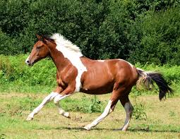 Image en coulere cheval au pat a imprimer gratuit. Cheval A Imprimer En Couleur Pasteurinstituteindia Com