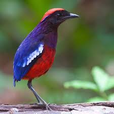 Birds Of A Feather 2019 Characters Best Birds Of World On Instagram Follow Us For Amazing Bird Photography From Around The World Visit The Private Best Bi Bird Photography Bird Lovers Birds