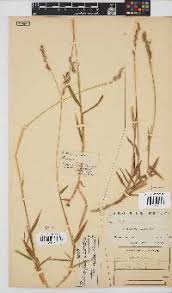 Image result for Brachyachne patentiflora