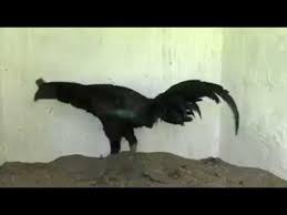 Semoga anda terhibur dengan video ini. Peru Black Knight Ayam Peru Kate Kurt Peruvian Breeder Youtube