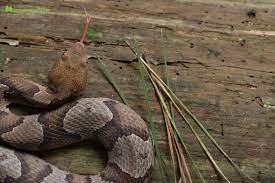 Apple Plans Massive Solar Farm In North Carolina Cute Snake Earth Sheltered Reptiles And Amphibians