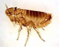 Check spelling or type a new query. How To Get Rid Of Fleas In Your Garden