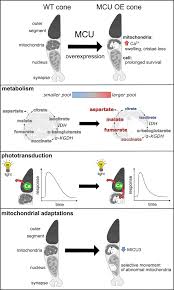 Check spelling or type a new query. Increasing Ca 2 In Photoreceptor Mitochondria Alters Metabolites Accelerates Photoresponse Recovery And Reveals Adaptations To Mitochondrial Stress Cell Death Differentiation