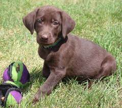 We did not find results for: Lab Puppies For Sale Mn Petfinder
