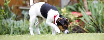 Are you haunted by animals digging up holes in your backyard or garden? How To Stop A Dog Digging Purina