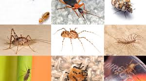 While they don't actually cause damage to a. Census Reveals Just How Many Bugs Share The American Home The Atlantic
