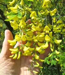 Image result for Laburnum