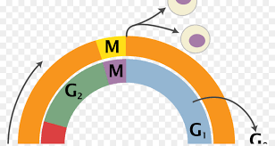 Der zellzyklus besteht aus 2 phasen, die sich immer wiederholen: Zellzyklus Mitose Interphase Der Zellteilung Zygote Png Herunterladen 1200 630 Kostenlos Transparent Gelb Png Herunterladen