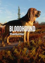 A small amount of white is allowed on the chest, feet and the tip of this can go the other way also, where the saddle on the black and tan or liver and tan can be badgered or even just a few dark hairs. Thehunter Call Of The Wild Bloodhound Dlc Cd Key Kaufen Smartcdkeys