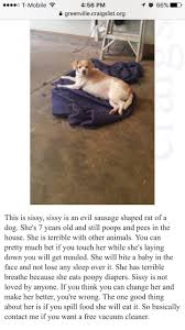 It is immoral to sell animals on craig'slist. Found This Ad While Look At Dogs On Craigslist I Think I M Going To Pass Funny