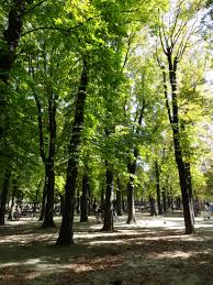 Paris Trees In Luxembourg Gardens Quelques Arbres Dans Le Jardin Du Luxembourg Jardin Du Luxembourg Paris Jardin Du Luxembourg Jardins