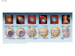 Maybe you would like to learn more about one of these? Chapter 12 The Cell Cycle Prezentaciya Onlajn