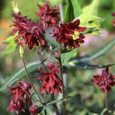 Sexologue clinicienne et psychothérapeute thérapeute spécialisée de la thérapie de. Plantes Vivaces Aquilegia Vulgaris Ruby Port Ancolie Des Jardins En Vente Pepiniere Lepage