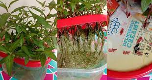 Apakah cara yang betul untuk tanam pokok daun kesum di rumah? Mudah Tanam Kesum Tebuk Lubang Penutup Bekas Cucuk Batang Letak Air Mingguan Wanita