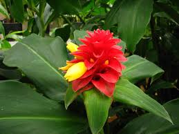 Image result for Costus
