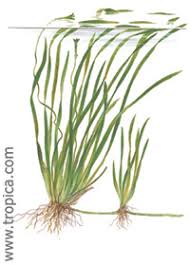 Vallisneria Spiralis Saz Bitkisi