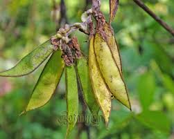 Image result for Amphicarpaea africana