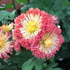 Car sun shades for baby reviews. Dolliette Perennial Mum Plants For Sale Free Shipping