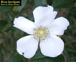 Image result for Rosa laevigata