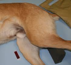 The animal is lying down when the radiograph is made. Tips Techniques For Pelvic Radiography Clinician S Brief