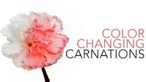 Color changing flowers independent variable. Color Changing Carnation Flowers Science Experiment Science Experiment