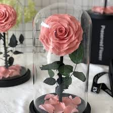 The perfect gift for your loved ones. Eternal Rose Preserved Real Rose In Glass Dome Gift Eternal Flower Beautiful Creative Gift For Valentine S Day Mother S Day Christmas Anniversary Birthday Than China Preserved Roses And Eternal Rose Price Made In China Com